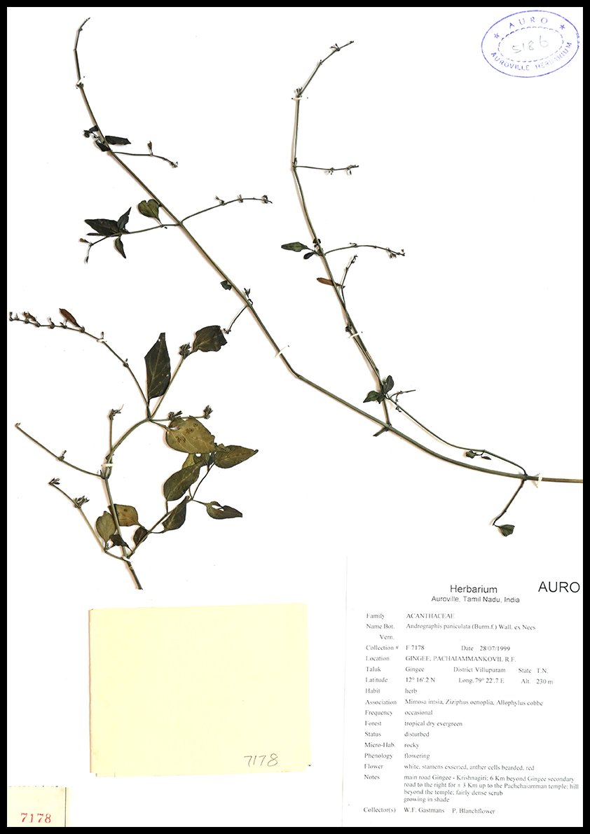 Dry herbarium images Dry herbarium images